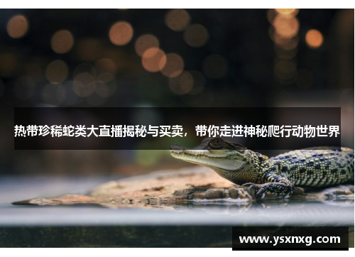 热带珍稀蛇类大直播揭秘与买卖，带你走进神秘爬行动物世界